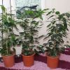 Комнатные растения(разные)