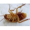 Уничтожить избавится вывести убить клопов блох муравьи тараканы