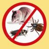 Уничтожение грызунов мыши крысы клопы блохи муравьи тараканы