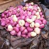 Орех Колы свежий.  Продукция из Западной Африки