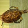 Чучела морских черепах