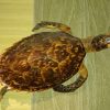 Чучела морских черепах
