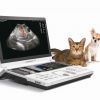 Ультразвуковое исследование внутренних органов кошек и собак
