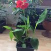 Цветущее растение Канна