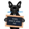 Чистка зубного камня у собак весом до 10 кг.  Балаково