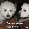 Стрижка собак средних пород на дому в Балаково