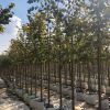 Саженцы плодовых деревьев в питомнике «Грандсад» Раменское
