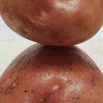 Сарпо Мира картофель на посадку