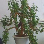 домашнее растение толстянка (денежное дерево)