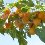 Плодовые деревья и плодовые крупномеры (большемеры)  взрослые деревья из питомника