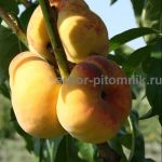 Саженцы персиков,  персики в горшках из питомника и интернет магазина Арбор