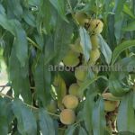 Саженцы персиков,  персики в горшках из питомника и интернет магазина Арбор