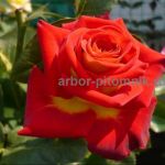 Саженцы кустовых роз из питомника,  каталог роз в большом ассортименте в питомнике Арбор