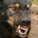 Услуги юриста по взысканию ущерба при укусе собаки через суд