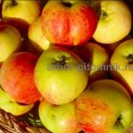 Саженцы яблони из питомника,  с доставкой и посадкой по низкой цене