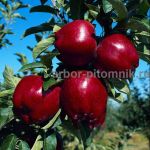 Саженцы яблони из питомника,  с доставкой и посадкой по низкой цене